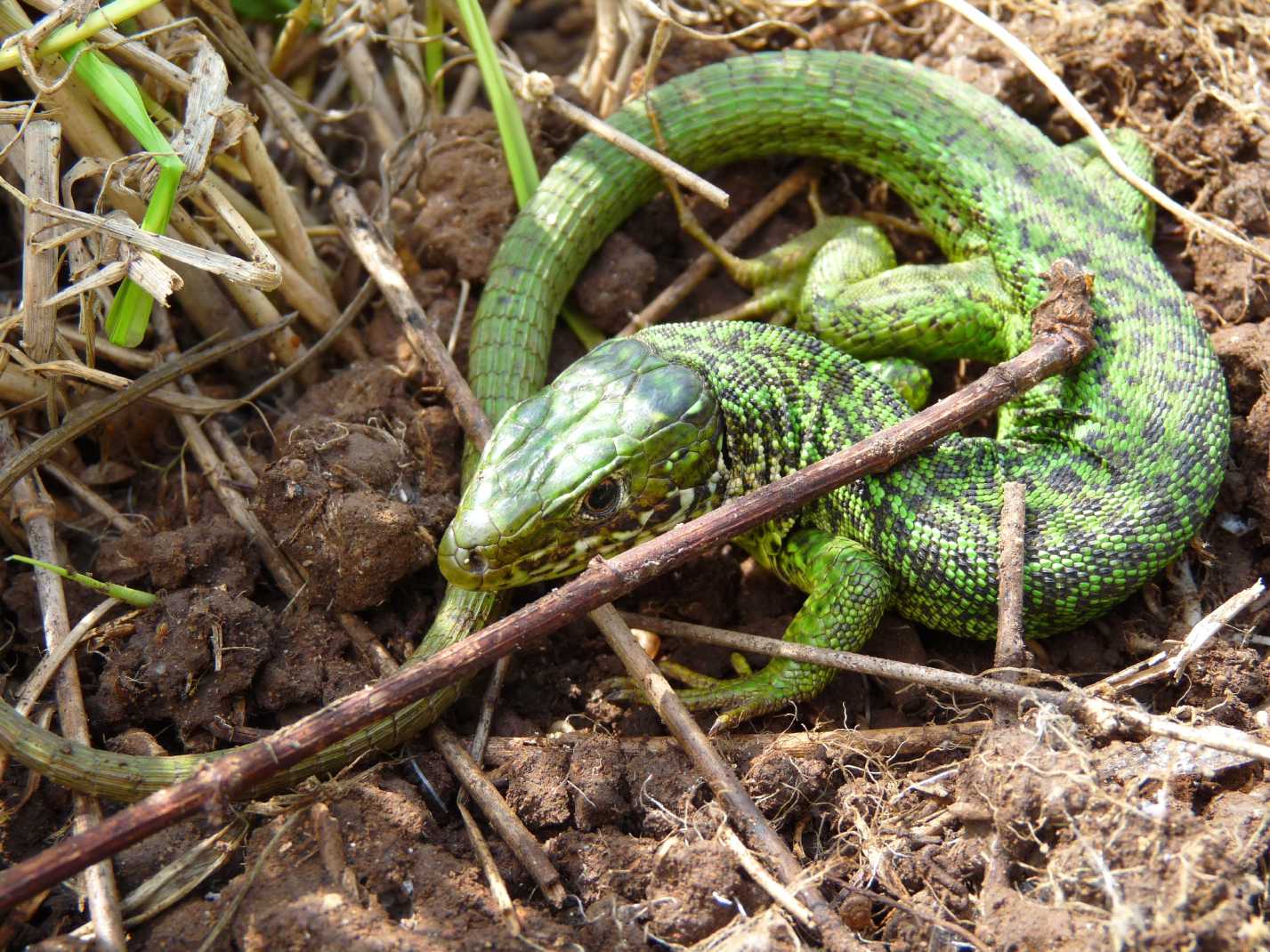 Ramarro e luscengola